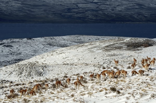 Guanacos (Llama guanicoe) in the snow, Torres del Paine National Park, Patagonia, Chile, South America