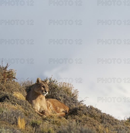 Cougar (Cougar concolor), Torres del Paine National Park, Chile, South America