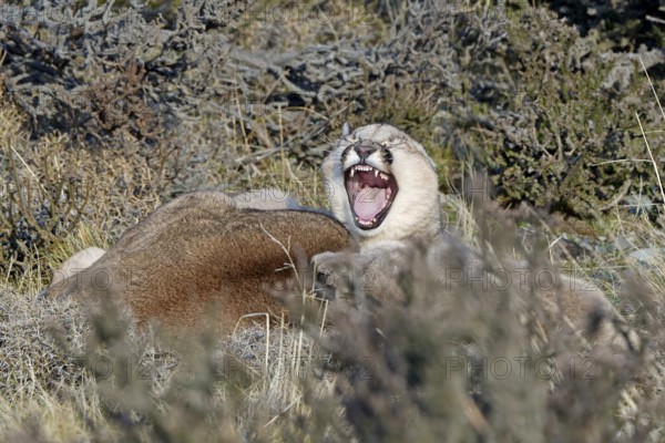 Cougar (Cougar concolor) female with young, Torres del Paine National Park, Chile, South America