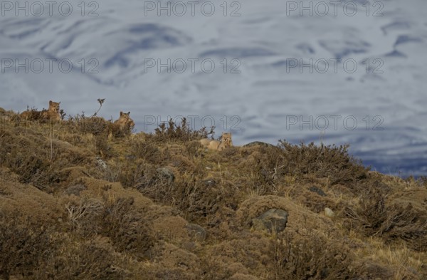 Cougar (Cougar concolor) female with cubs, Torres del Paine National Park, Chile, South America