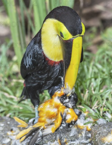 Chestnut-mandibled Toucan (Ramphastos swainsonii) feeding on a smaller bird, Sarapiqui, Costa Rica, Central America