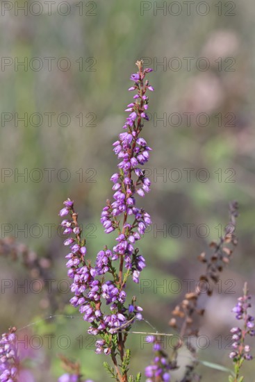 Flowering heather (Calluna vulgaris), heather, Trupacher Heide nature reserve, Siegen, North Rhine-Westphalia, Germany
