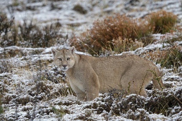 Cougar (Cougar concolor), Torres del Paine National Park, Chile, South America
