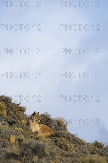 Cougar (Cougar concolor), Torres del Paine National Park, Chile, South America