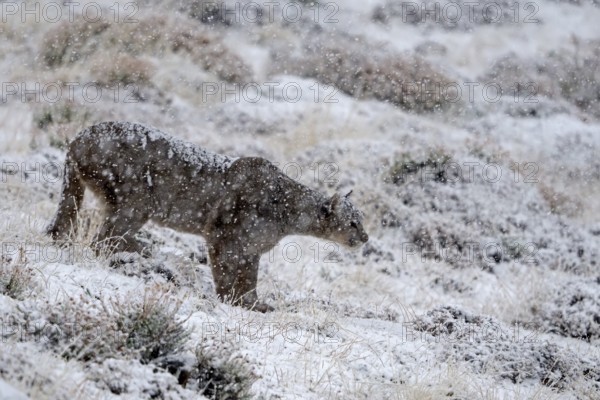 Cougar (Cougar concolor) in the snow, Torres del Paine National Park, Chile, South America