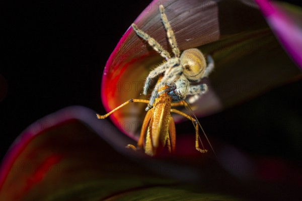 Comb spider (Ctenidae) with captured grasshopper, sitting on a leaf, at night, Puntarenas province, Costa Rica