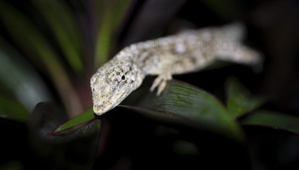 Pacific Lichen Anolis (Adolis charlesmyersi), Anolis sitting on a leaf at night, Puntarenas Province, Costa Rica