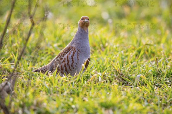 Grey partridge (Perdix perdix) Germany
