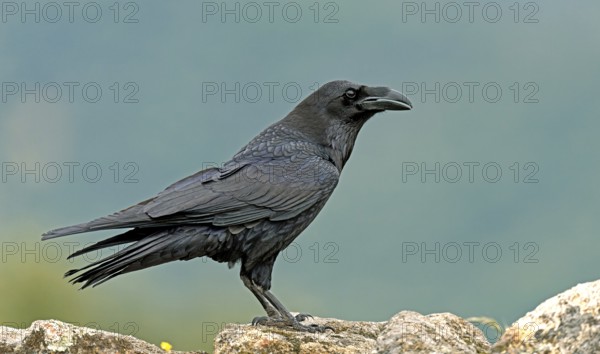 Raven (Corvus corax) on a rock, Extremadura, Spain