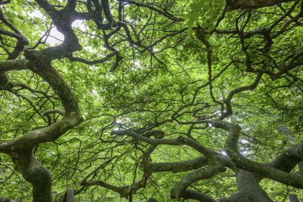 Faux de Verzy beech forest, Verzy, Marne, France