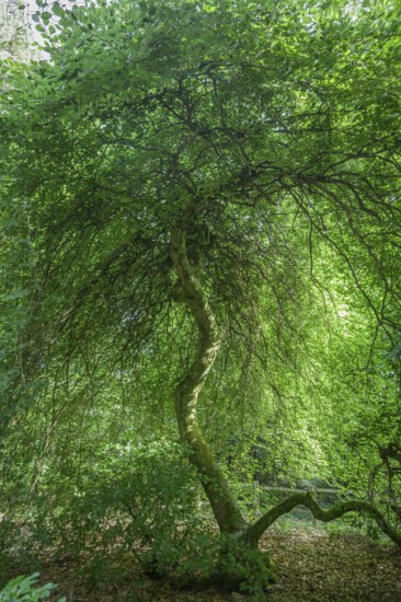 Faux de Verzy beech forest, Verzy, Marne, France
