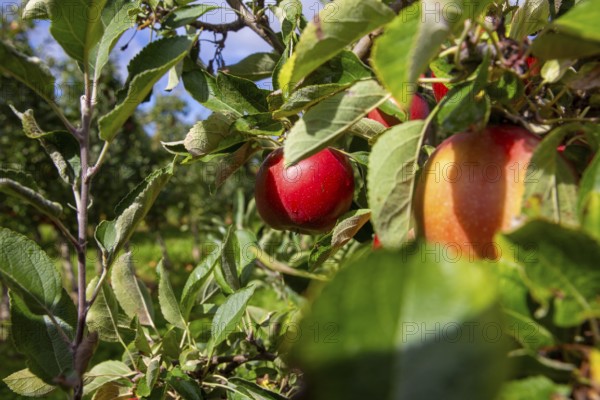 Apples ready for harvest at a fruit farm in the Palatinate