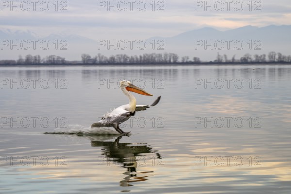 Dalmatian Pelican (Pelecanus crispus), Dalmatian Pelican, landing, long exposure, Lake Kerkini, Greece