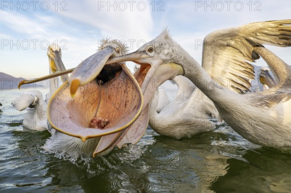 Dalmatian Pelican (Pelecanus crispus), Dalmatian Pelican, fighting, Lake Kerkini, Greece
