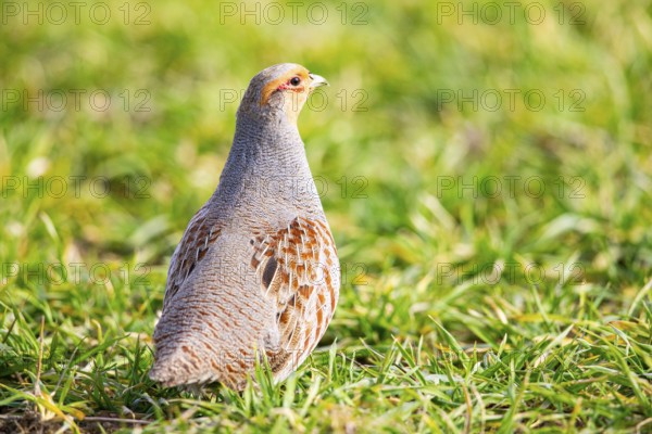 Grey partridge (Perdix perdix) Germany