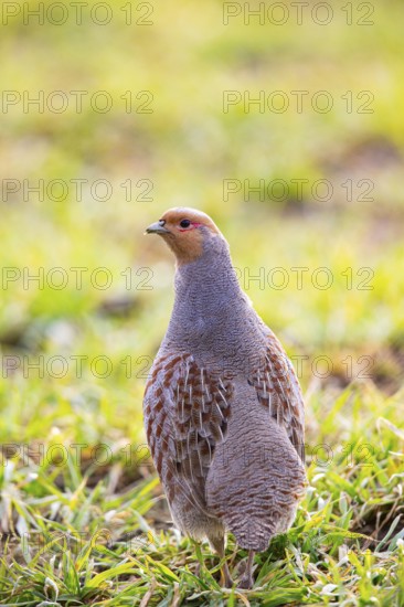 Grey partridge (Perdix perdix) Germany