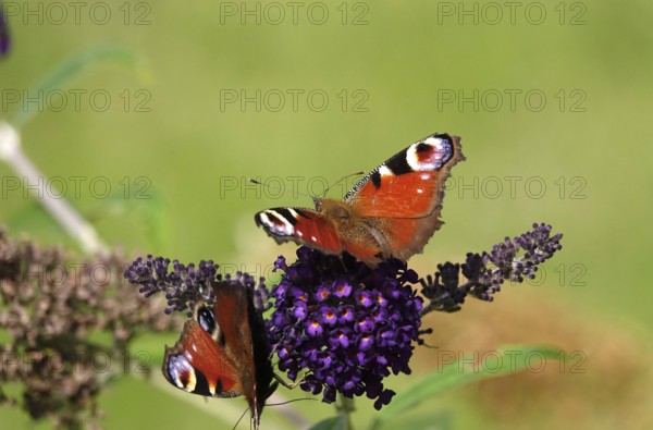 Peacock butterfly, summer, Germany