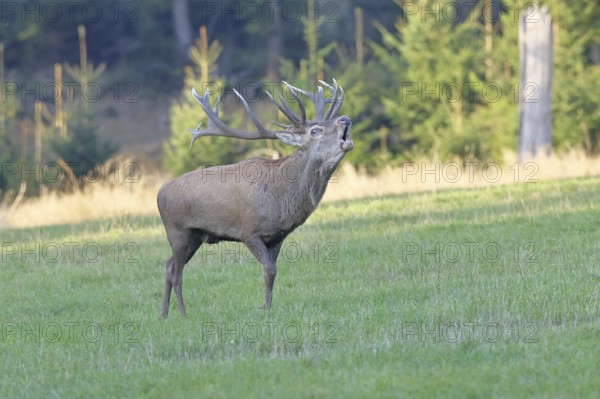 Red deer (Cervus elaphus) during the rutting season, a large stag roaring in a forest clearing, wildlife, autumn, Sauerland, North Rhine-Westphalia, Germany