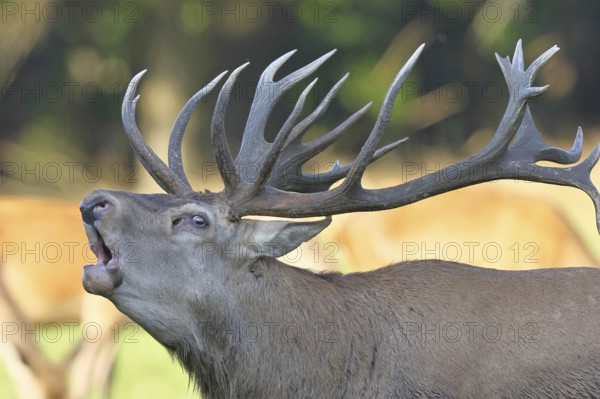 Red deer (Cervus elaphus) during the rutting season, a large stag roaring in a forest clearing, animal portrait, wildlife, autumn, Sauerland, North Rhine-Westphalia, Germany