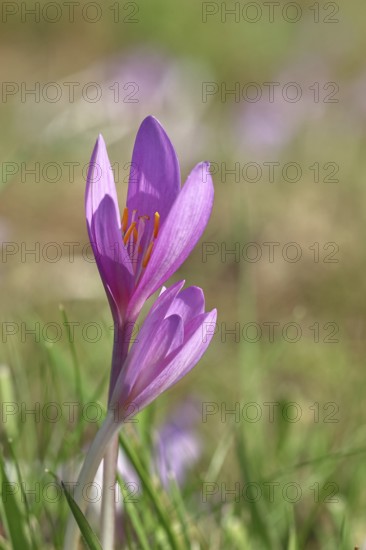 Autumn crocus (Colchicum autumnale), half-opened flowers in a meadow, endangered, protected poisonous plant species, native nature, wet meadow, autumn messenger, season, autumn, bulbous plant, poisonous plant, Wilnsdorf, North Rhine-Westphalia, Germany