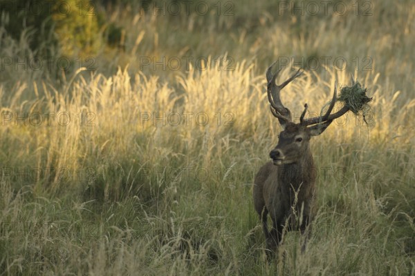 Red deer (Cervus elaphus) rutting stag with wire mesh in left antler bar secured in high grass, Allgäu, Bavaria, Germany, Allgäu, Bavaria, Germany