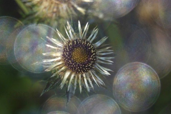 Thistle with beautiful bokeh, summer, Germany