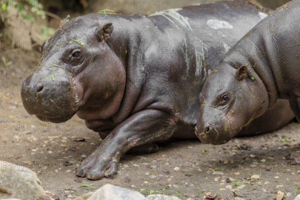 A female pygmy hippopotamus (Choeropsis liberiensis) stands next to its mother. Liberia, West Africa