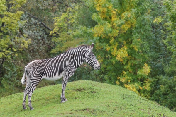 A Grévy's zebra (Equus grevyi) stands in a green meadow in hilly terrain. Botswana