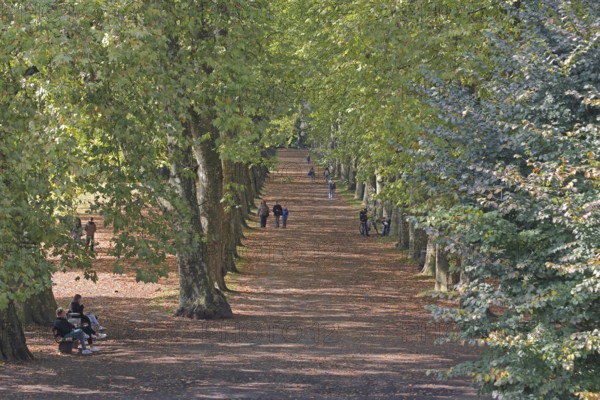 Plane tree avenue with pedestrians and seated persons on park bench, stroller, strolling, strolling, strolling, sitting, resting, vanishing point, plane trees, trees, Neckar island, Tübingen, Neckar valley, Baden-Württemberg, Germany