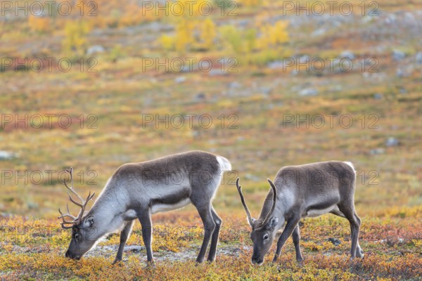 Reindeer herd at Abisko National Park in the colourful autumn of Lapland below Lapporten / Cuonjávággi