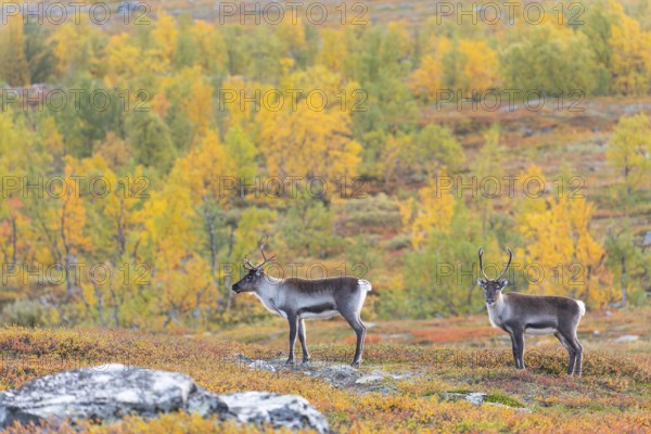 Reindeer herd at Abisko National Park in the colourful autumn of Lapland below Lapporten, Cuonjávággi