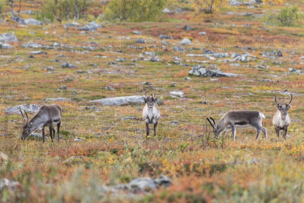 Reindeer herd at Abisko National Park in the colourful autumn of Lapland below Lapporten, Cuonjávággi