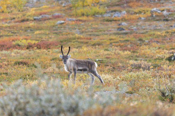 Reindeer at Abisko National Park in the colourful autumn of Lapland below Lapporten, Cuonjávággi