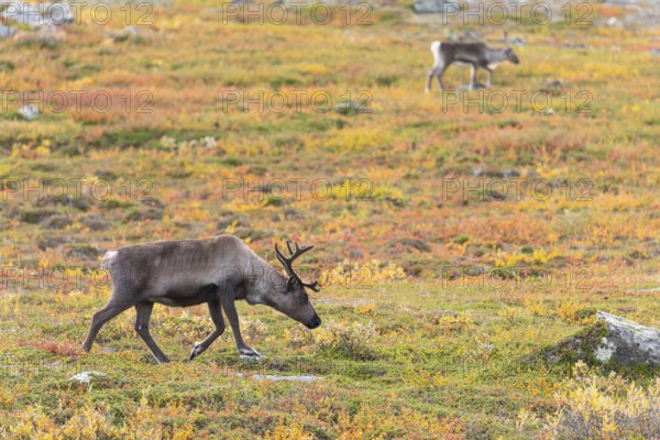 Reindeer herd at Abisko National Park in the colourful autumn of Lapland below Lapporten, Cuonjávággi