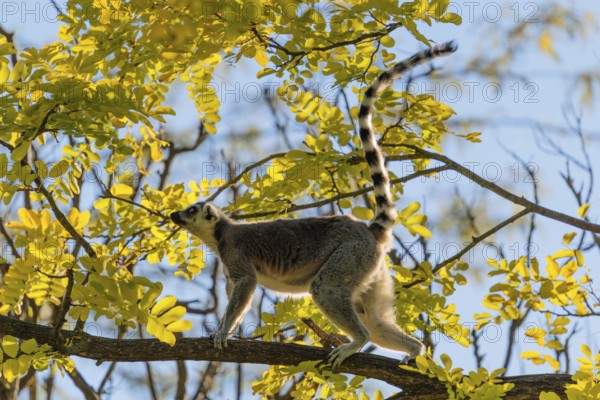 A ring-tailed lemur (Lemur catta) runs across a branch high up in a tree against the light on a sunny day. Southern and southwestern Madagascar