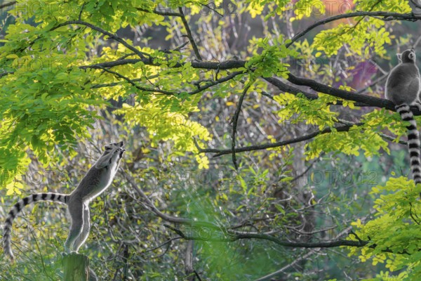A ring-tailed lemur (Lemur catta) jumps onto a branch against the light on a sunny day. Southern and southwestern Madagascar