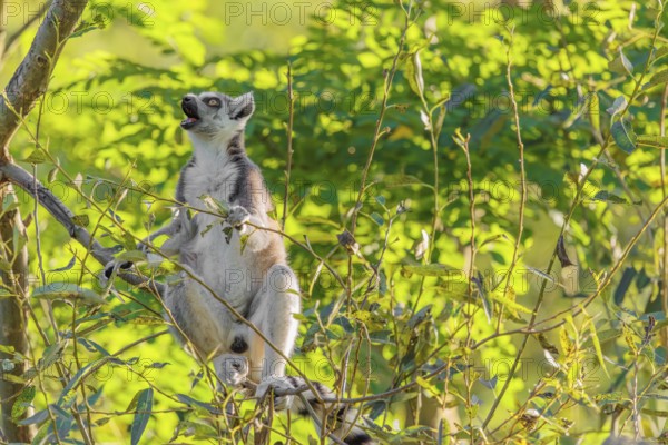 A ring-tailed lemur (Lemur catta) sits on a sunny day high up in a tree eating fresh green leaves. Southern and southwestern Madagascar