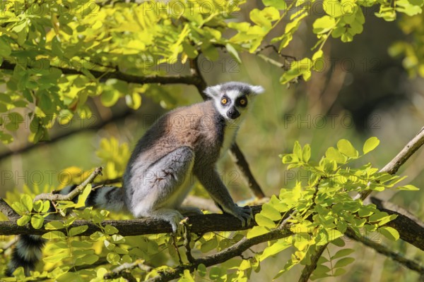 A ring-tailed lemur (Lemur catta) sits on a sunny day high up in a tree among fresh green leaves. Southern and southwestern Madagascar