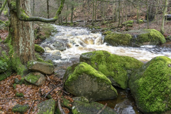 The Ilse at the Heinrich-Heine-Weg near Ilsenburg, Saxony-Anhalt, Germany