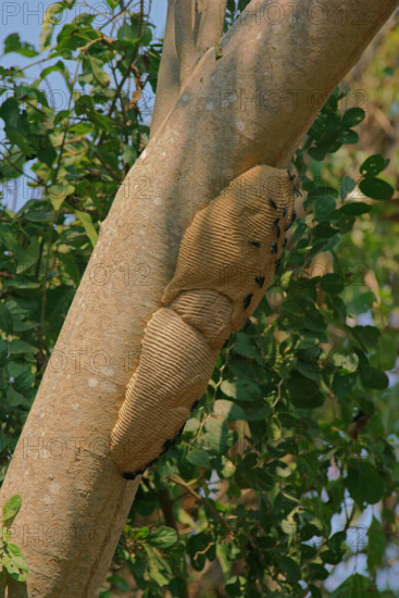 Wasps on a wasp nest Pantanal Brazil