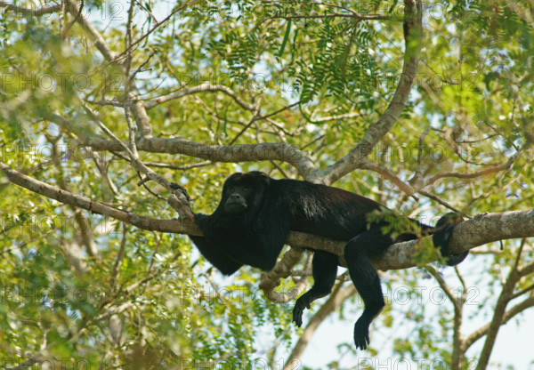 Black howler (Alouatta) male, Pantanal, inland, wetland, UNESCO Biosphere Reserve, World Heritage Site, wetland biotope, Mato Grosso, Brazil, South America