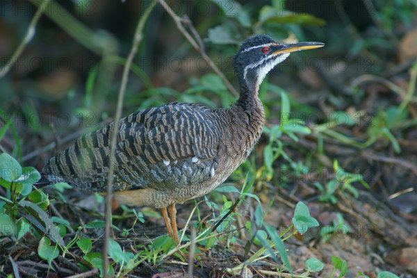 Sun rail (Eurypyga helias) Pantanal Brazil