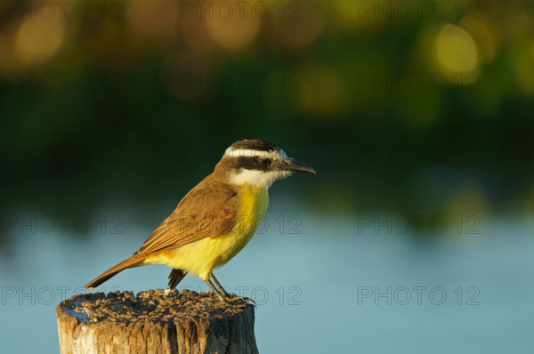 Sulphur-masked tyrant (Pitangus sulphuratus), Pantanal, Brazil, South America