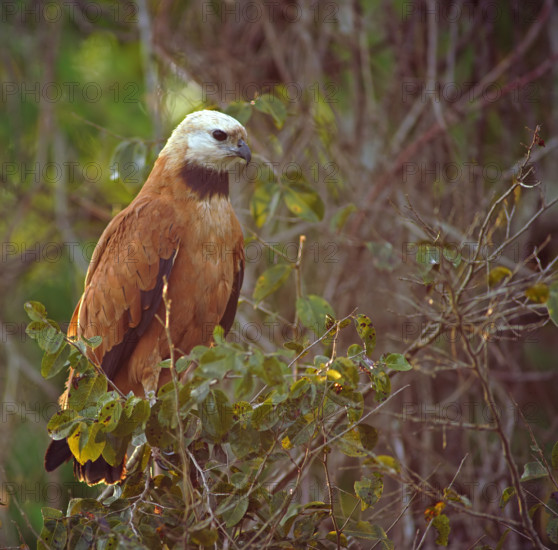 Fish Buzzard (Busarellus nigricollis), Pantanal, inland, wetland, UNESCO Biosphere Reserve, World Heritage Site, wetland biotope, Mato Grosso, Brazil, South America