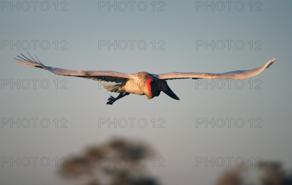 Jabiru (Jabiru mycteria), Pantanal, Brazil, South America