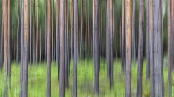 Abstract image of tree trunks and forest floor, pine forest, with blur, wipe effect, Norway