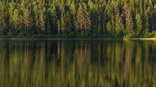 Reflecting water surface, forest lake, sunset, Akershus, Norway