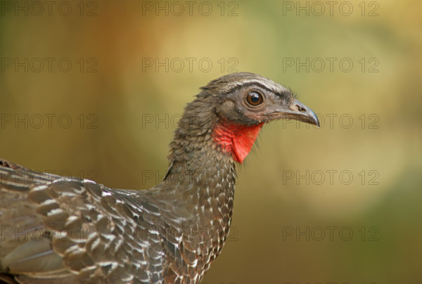 Bronze guan (Penelope obscura), Pantanal, Brazil, South America