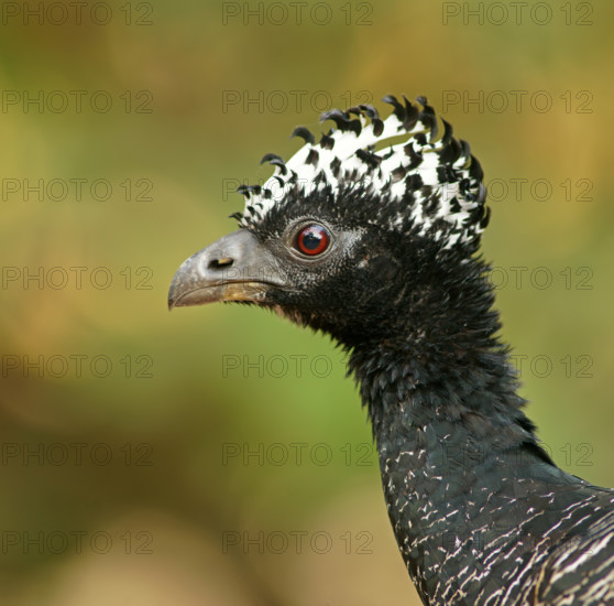 Sclater Hokko (Crax fasciolata), adult bird, female, Pantanal, Mato Grosso, Brazil, South America