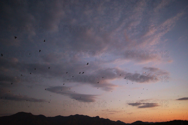 Flying foxes (Pteropodidae), Kalong Mangrove Island, Komodo National Park, Indonesia, Southeast Asia